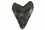 Juvenile Megalodon Tooth - South Carolina #164947-2